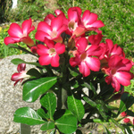 Adenium