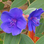 Tibouchina