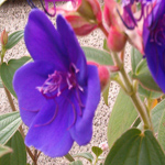 Tibouchina