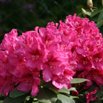 Rododendrony