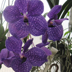 Vanda