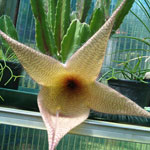 Stapelia 