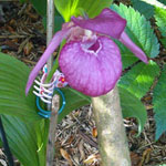 Cypripedium macranthum