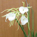 Brassavola nodosa