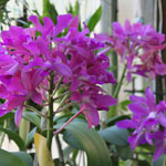 Cattleya bonwin