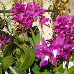 Cattleya bonwin