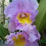 Cattleya