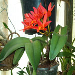 Cattleya