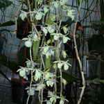 Dendrobium grattisissinum