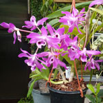 Dendrobium pieardi