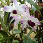 Dendrobium