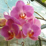 Dendrobium