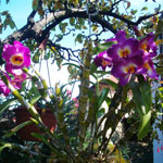 Dendrobium