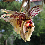 Stanhopea