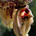 Stanhopea