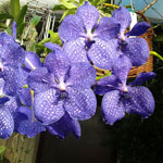 Vanda